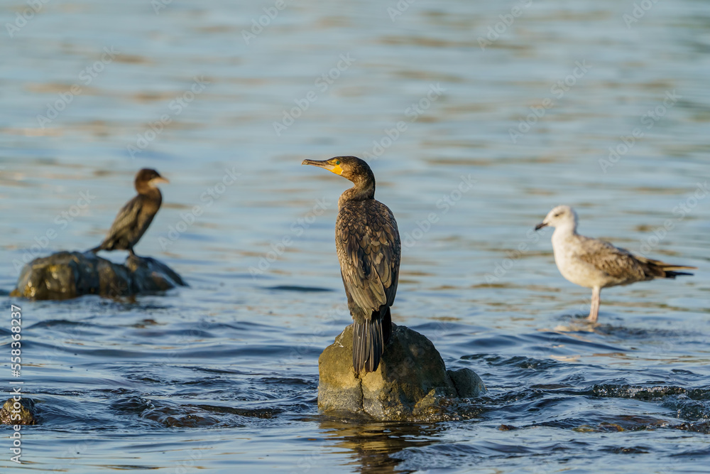 Great Cormorant (Phalacrocorax carbo) perched on a rock in the sea Great Cormorant (Phalacrocorax carbo) perched on a rock in the sea