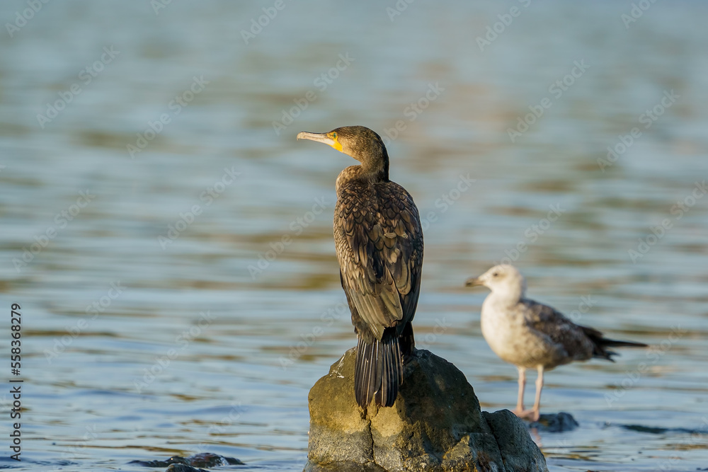 Great Cormorant (Phalacrocorax carbo) perched on a rock in the sea Great Cormorant (Phalacrocorax carbo) perched on a rock in the sea