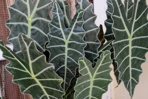 Alocasia sanderiana, commonly known as the kris plant is a plant in the family Araceae.