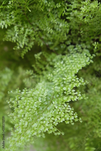 Macro photo of Asparagus fern with selective focus.