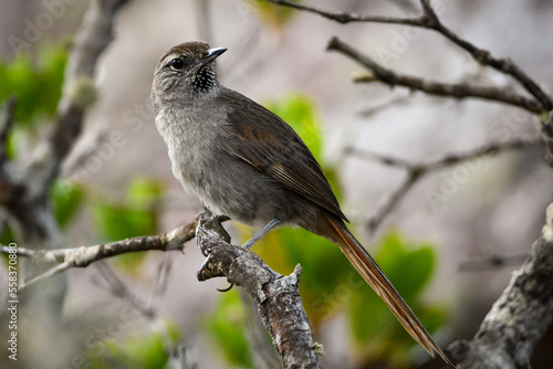 Cipo Canastero (Asthenes luizae) at Serra do Cipó, Minas Gerais, Brazil: A rare and endemic bird