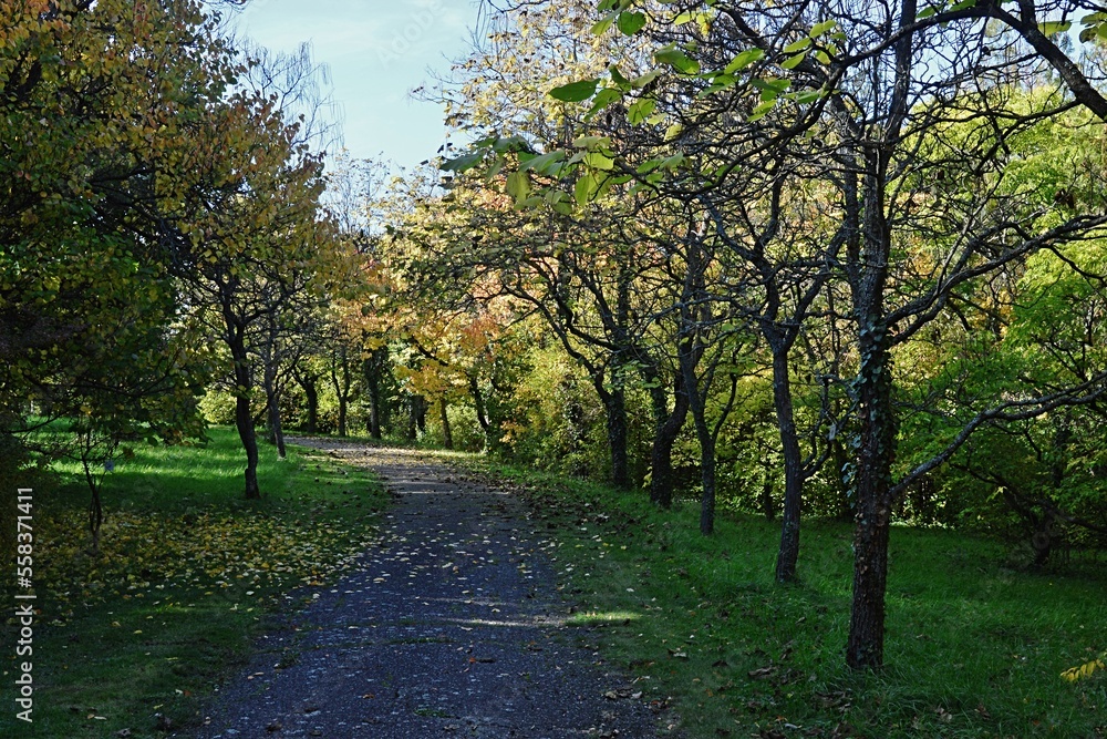 Naklejka premium Autumn park alley with yellowing broadleaf trees and nice spray of yellow leaves on the pathway. Late afternoon sunshine. 