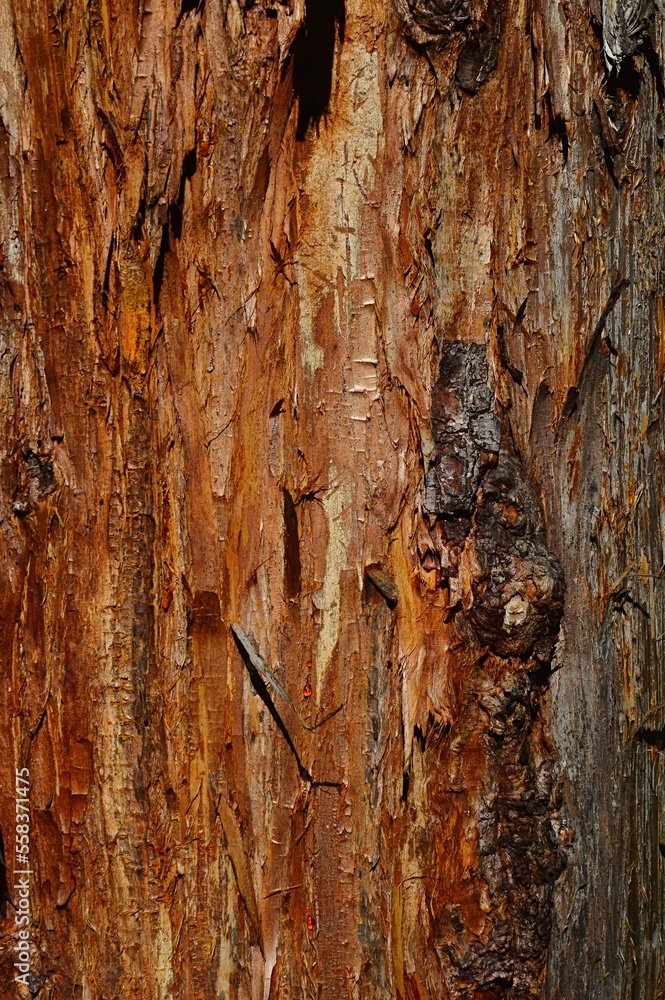 Foto Stock Rough bark wood structure of Japanese Redwood tree, also