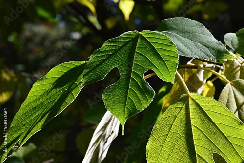 Decorative green leaves of Paper Mullberry tree, also called Tapa Cloth Tree, latin name Broussonetia Papyrifera, in autumn daylight sunshine.   photo