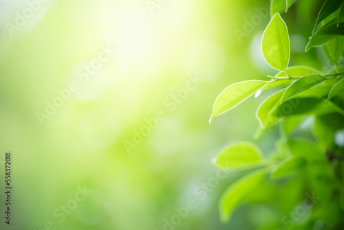 Natural green leaf texture with sun light use for nature background wallpaper cover page  © Wirawat