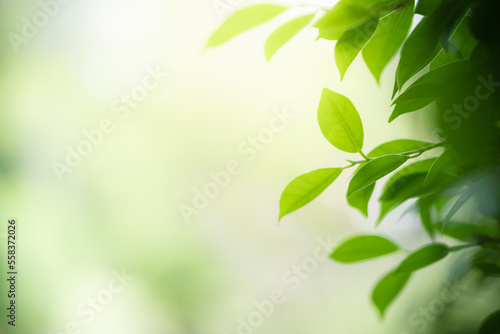 Natural green leaf texture with sun light use for nature background wallpaper cover page  © Wirawat