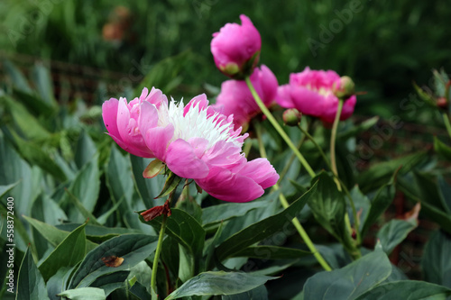 Side view of a pink and white Common Peony flower, Derbyshire England
