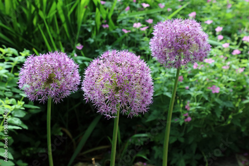 Three Giant Onion blooms, Derbyshire England
