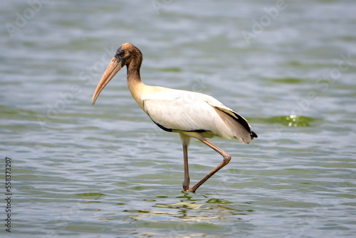 Wood stork (Mycteria americana)