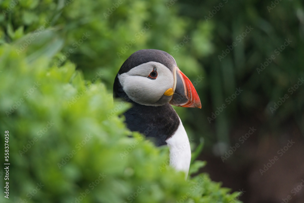 Fototapeta premium Atlantic Puffin bird or Fratercula Arctica living on the cliff fjord by coastline in north atlantic ocean on summer in Iceland