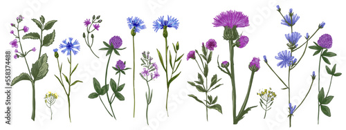 Wildflowers in summer. Wild herbs.  Red poppies, cornflowers, forget-me-nots, yellow buttercups, ferns, butterflies, bees