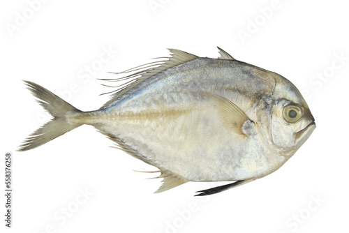 Fresh threadfin pompano fish isolated on white background 