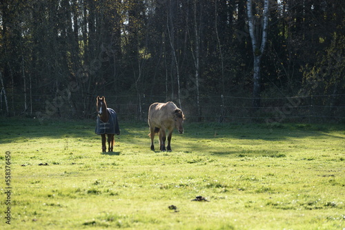 Schöne Pferde auf der herbstlichen Weide © Grubärin