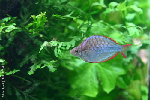 水中を泳ぐネオンドワーフレインボー（Dwarf rainbowfish）