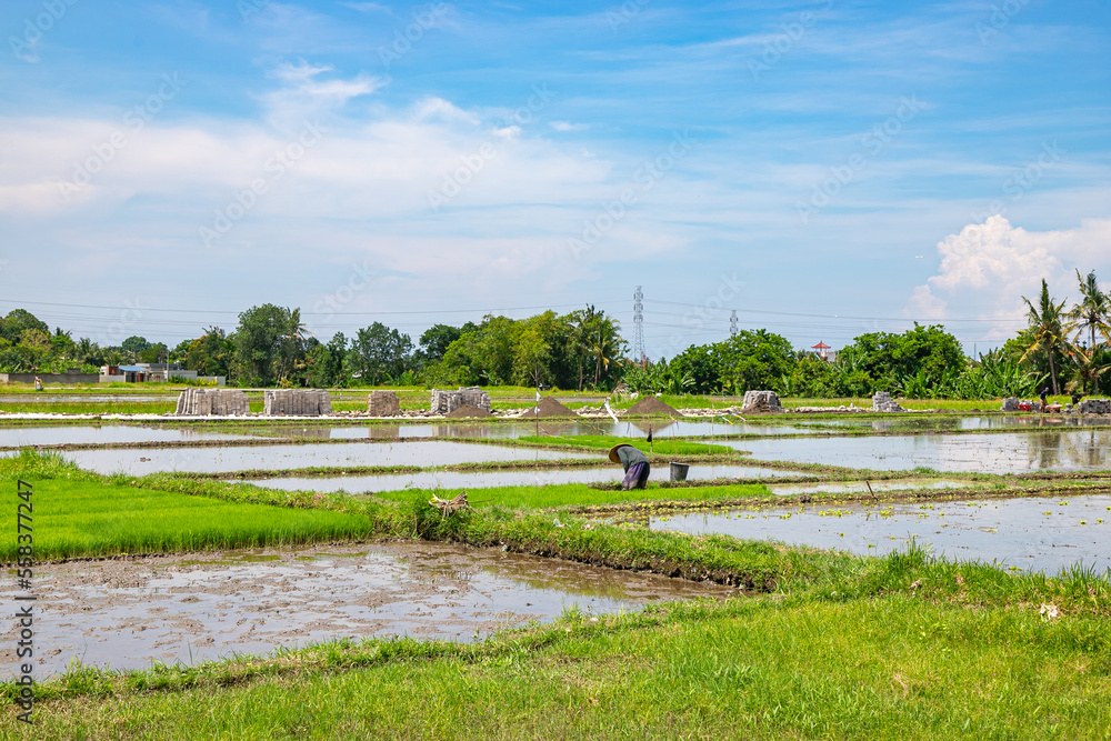 BALI / INDONESIA - NOVEMBER 10, 2022: Farmers are harvesting in a rice field at Bali island BALI / INDONESIA - NOVEMBER 10, 2022: Farmers are harvesting in a rice field at Bali island
