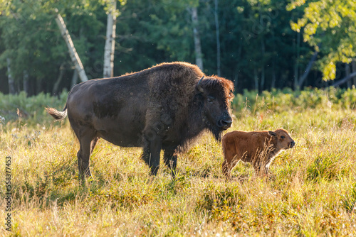 Plains bison (Bison bison bison) cow with calf in backlight, Elk Island National Park Canada