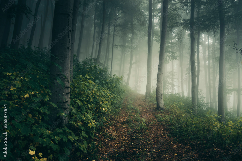 green forest path in fog, natural fantasy landscape