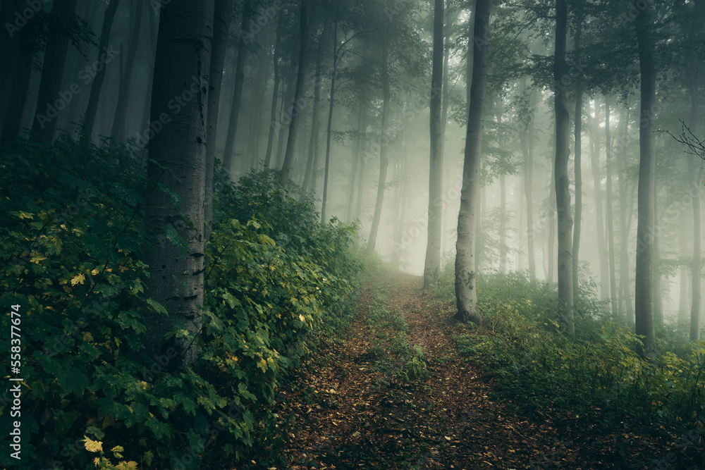 green forest path in fog, natural fantasy landscape green forest path in fog, natural fantasy landscape