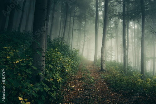 green forest path in fog  natural fantasy landscape