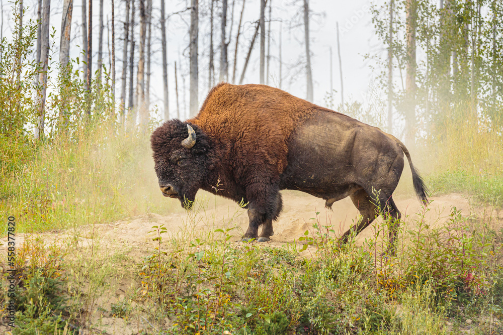 Wood Bison bull (Bison bison athabascae) in a dusty environment Wood Bison bull (Bison bison athabascae) in a dusty environment
