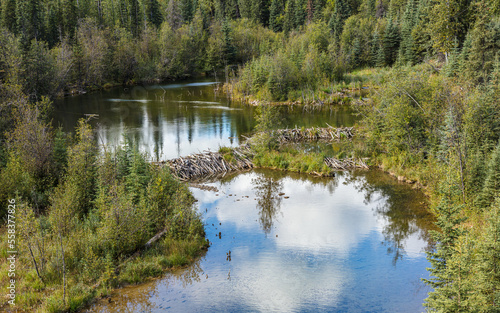 Beaver dam in a little river in the boreal forest of northern British Columbia, Canada