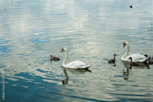  The white swan with buds from Romania