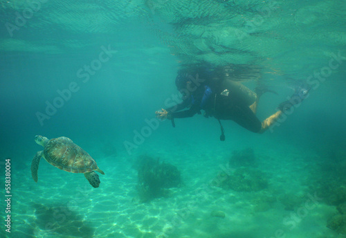 diving with a sea turtle in the caribbean sea