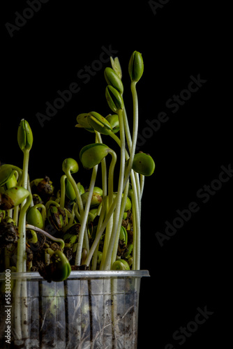 Microgreens. Sprouted soybeans on black.