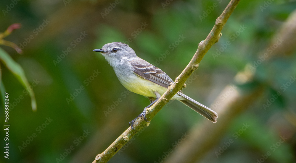 Obraz premium White-crested Tyrannulet (Serpophaga subcristata) 