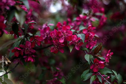 Wallpaper Mural Purple flowers of Apple Malus 'Makowieckiana' against blue sky. Dark pink blossoms in spring garden. This tree is a hybrid of 'Niedzwetzkyana' apple tree. Selective close-up focus Torontodigital.ca