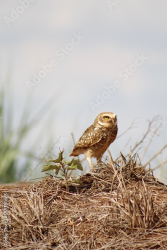 brown owl protecting its nest