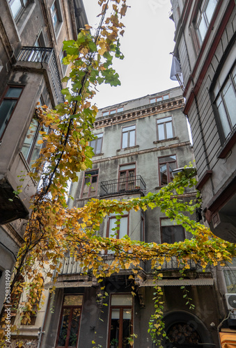 Beautiful old facade with yellow autumn vine leaves