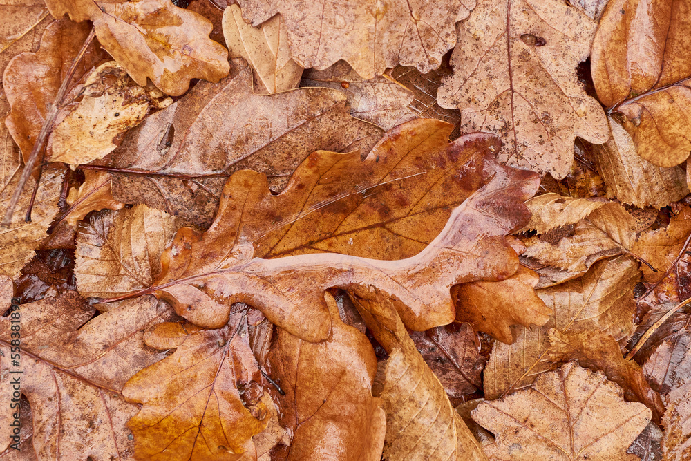 Autumn forest details. Leafs, mushrooms, logs. Moody forest