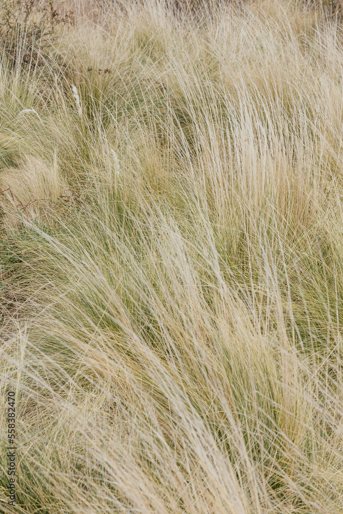 Dry climate grass, which moves by the wind Dry climate grass, which moves by the wind