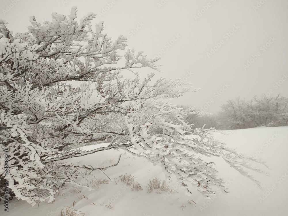 Nevicata nel parco del Beigua. Passo del Faiallo, Liguria
Nevicata nel parco del Beigua. Passo del Faiallo, Liguria
