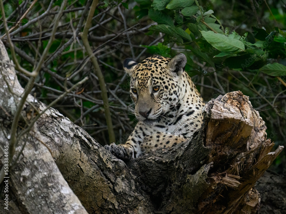 Wild Jaguar lying down on fallen tree trunk in Pantanal, Brazil Wild Jaguar lying down on fallen tree trunk in Pantanal, Brazil