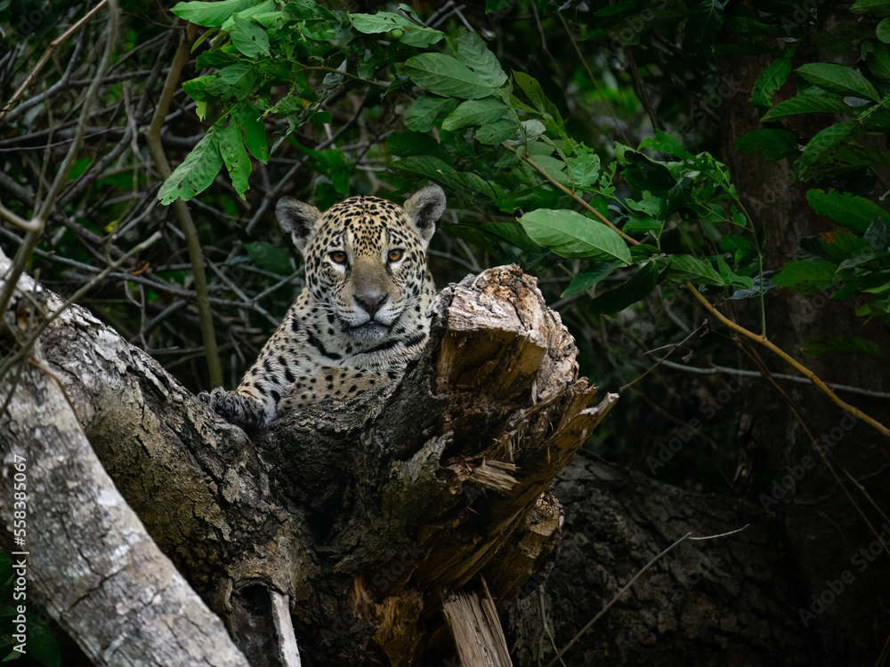 Wild Jaguar lying down on fallen tree trunk in Pantanal, Brazil Wild Jaguar lying down on fallen tree trunk in Pantanal, Brazil