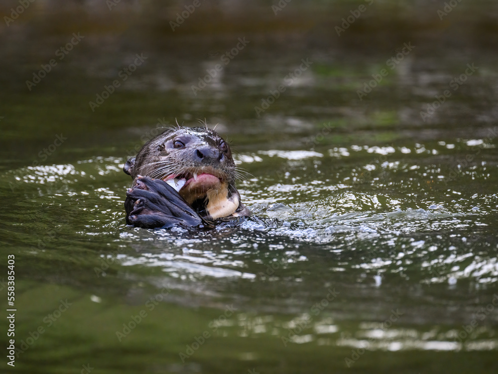 Fototapeta premium Close-up of Giant Otter swimming in green water and eating a fish