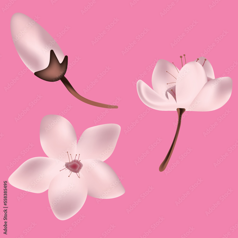 Sakura or cherry blossom Sakura or cherry blossom