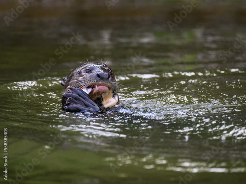 Close-up of Giant Otter swimming   in green water and eating a fish