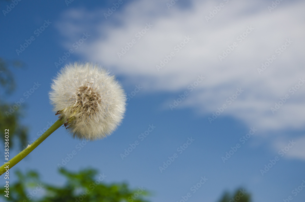 one white dandelion against a blue sky