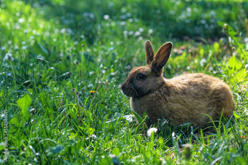 Cute bunny on the grass