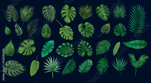 Tropical exotic leaves vector. Realistic jungle leaves set isolated. Palm leaf on white background