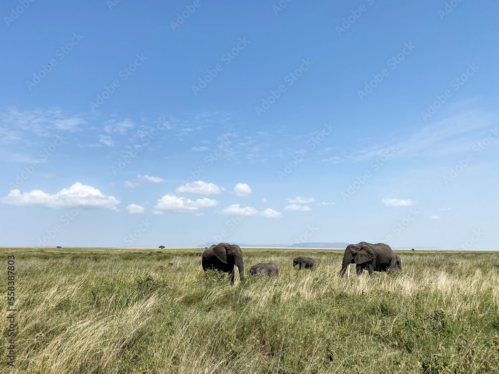 Obraz premium Elephant herd in Serengeti National Park