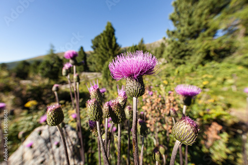 purple alpine flowers in the carinthian alps. photo