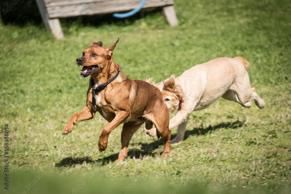 dogs running after each other on grass.
