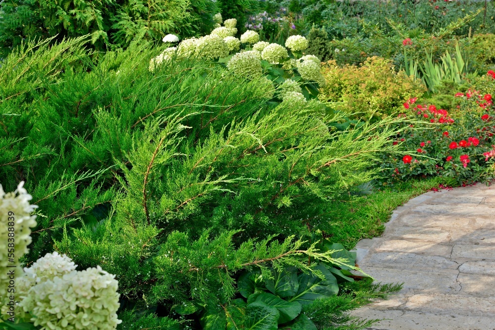 Lush Juniper pfitzeriana Mint julep in the garden design in summer close up.
 - obrazy, fototapety, plakaty 