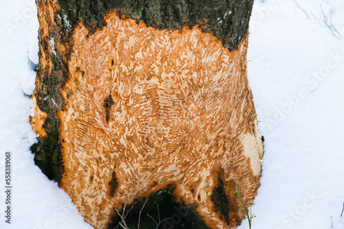 tree with beaver bite, no protection from beavers, photo