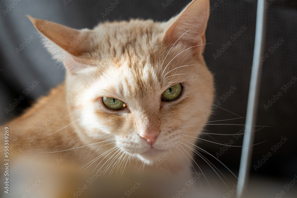 Fototapeta premium 茶トラの猫 ももたろう