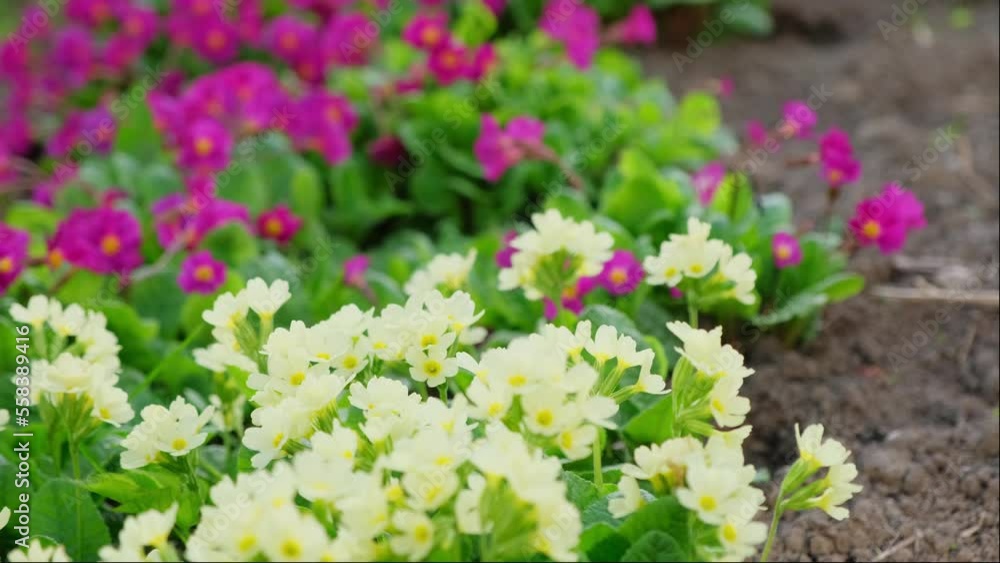 Easter concept. Primrose Primula with yellow and pink flowers in flowerbed in spring time. Inspirational natural floral spring or summer blooming garden or park. Hello spring Easter concept. Primrose Primula with yellow and pink flowers in flowerbed in spring time. Inspirational natural floral spring or summer blooming garden or park. Hello spring